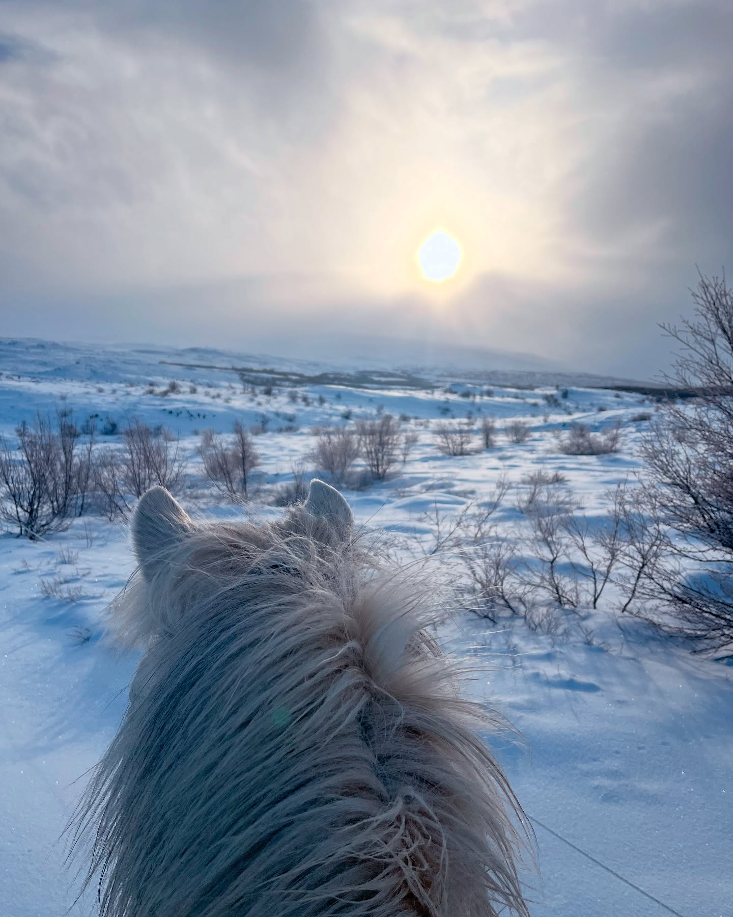 Winter Riding Tour - 1 hour