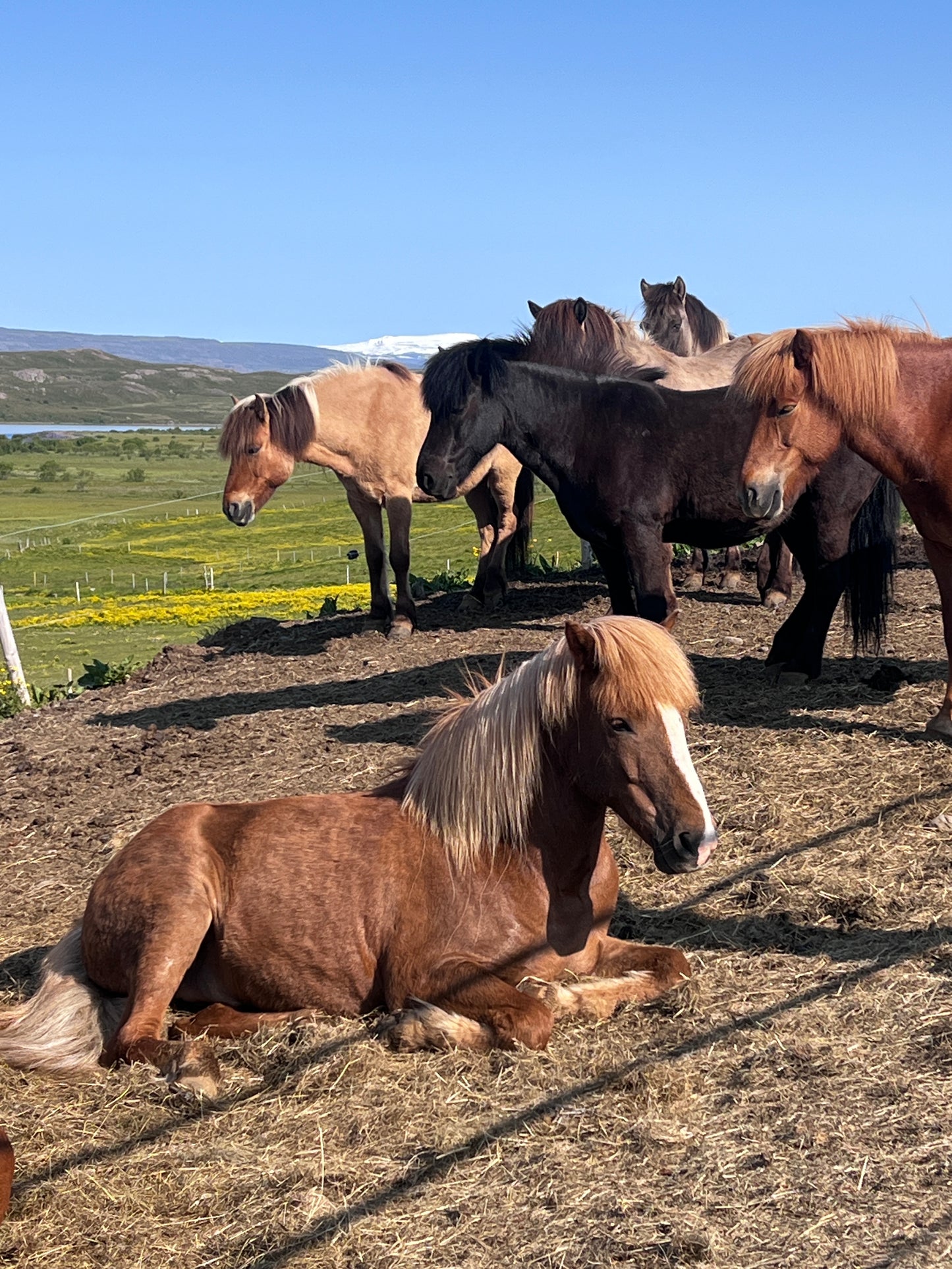 Horse stable - guided visit