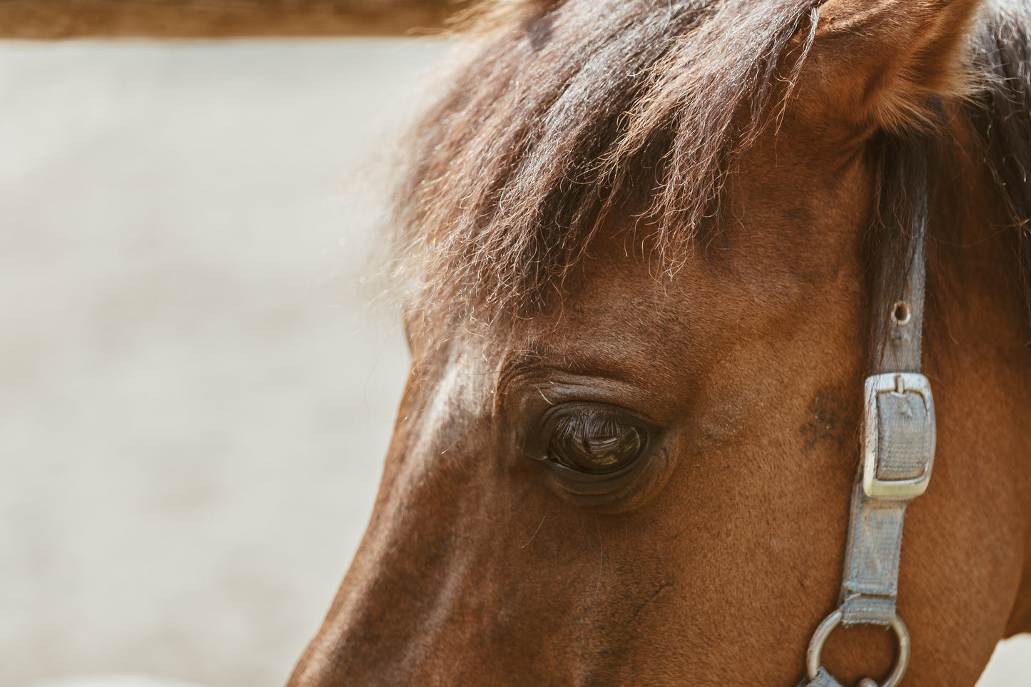 Stable visit with a guide