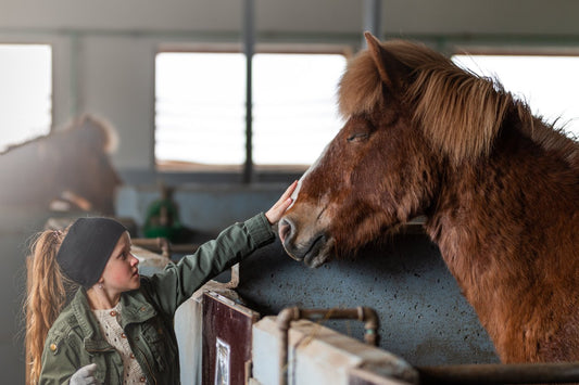 Horse stable  - guided visit