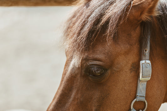 Stable visit with a guide
